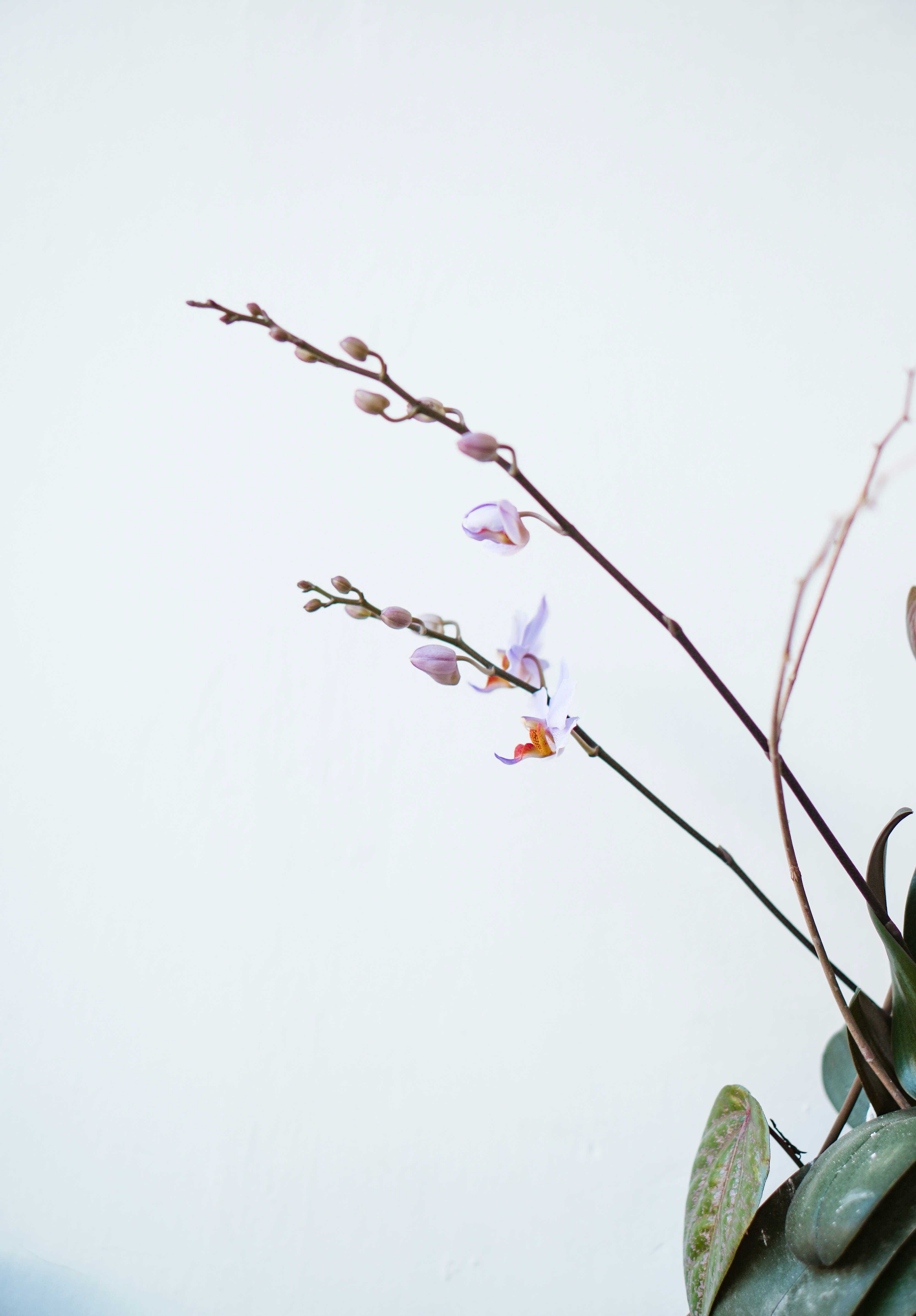 pink flower buds on tree branch